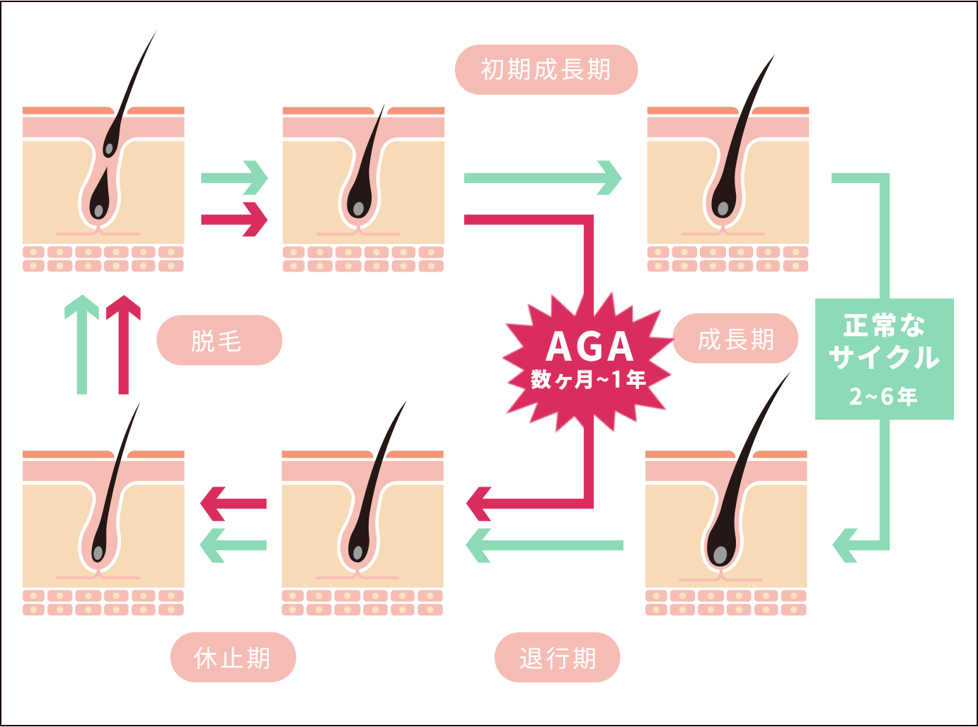 育毛サイクル